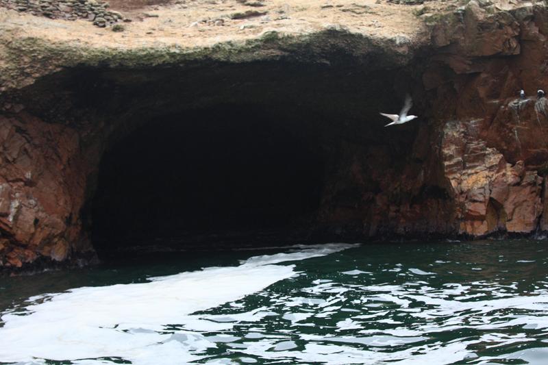 1142-Isole Ballestas,19 luglio 2013.JPG